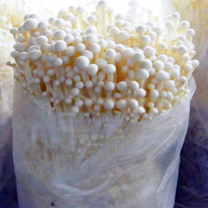 食用菌栽培室恒溫恒濕空調選型(圖1) 食用菌栽培室恒溫恒濕空調選型